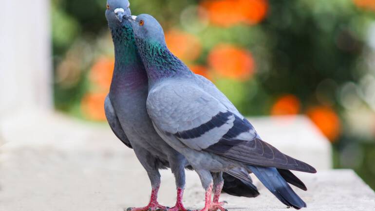photo of two pigeons