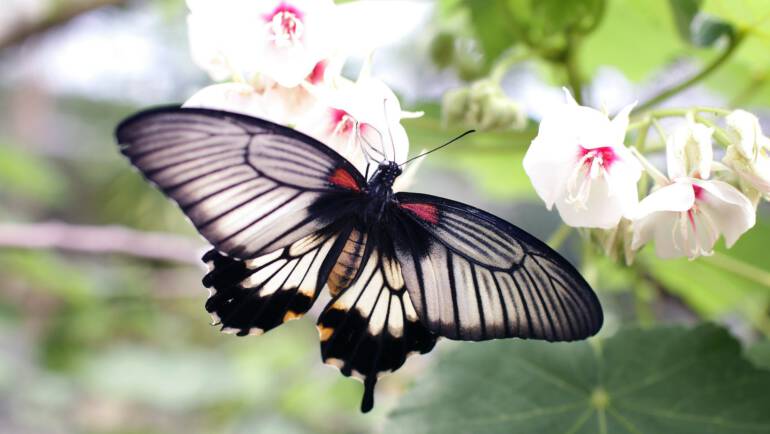 gray and black butterfly sniffing white flower